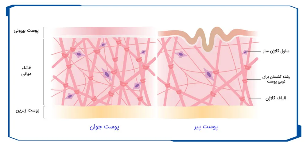 عکس ساختار پوست